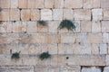 Jerusalem Kotel Western Wall with Bush