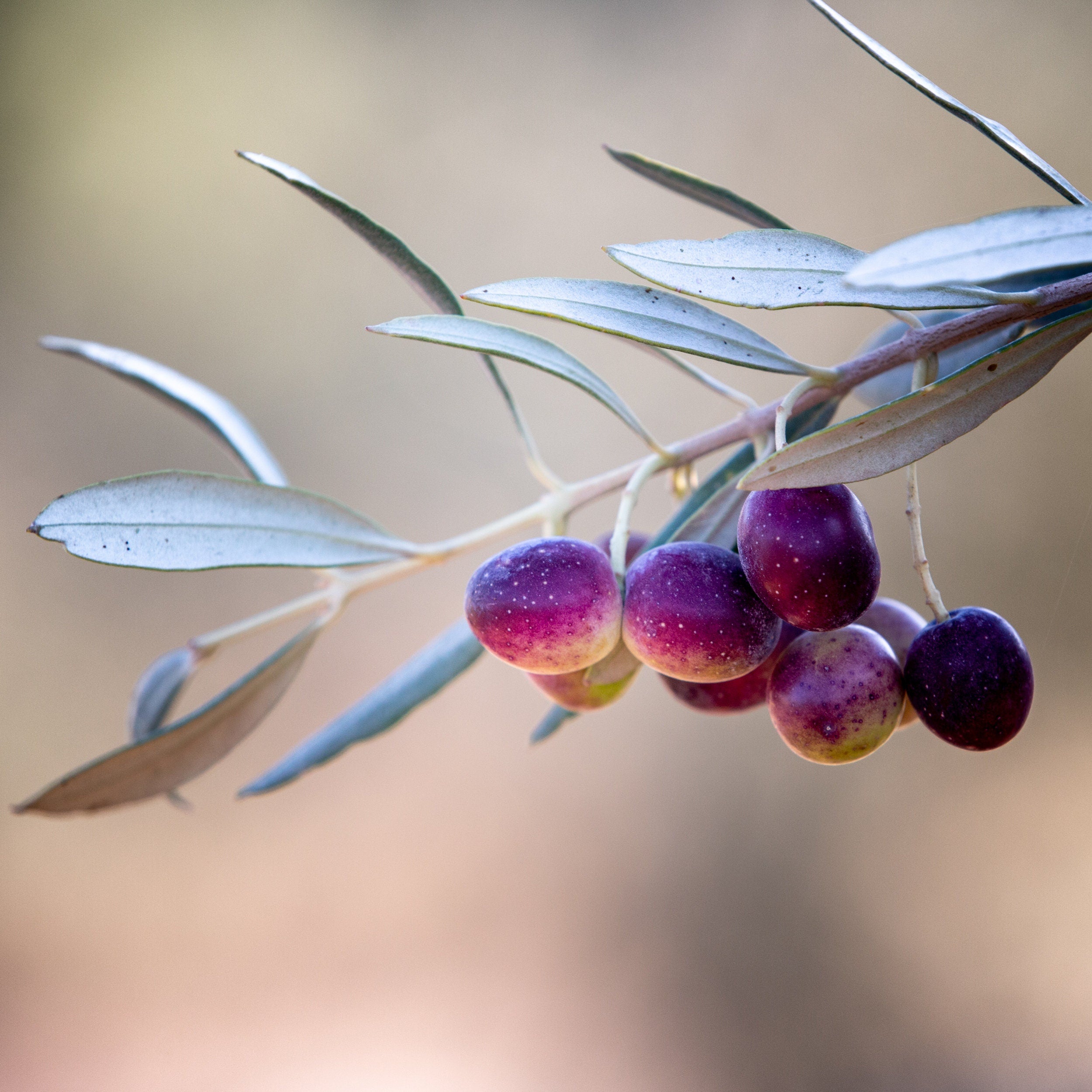Israeli Olives — Promise Holy Land Bible Seven species