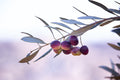 Israeli Purple Black Olives Macro Photography — Promise Land Jewish Old Bible Seven Species