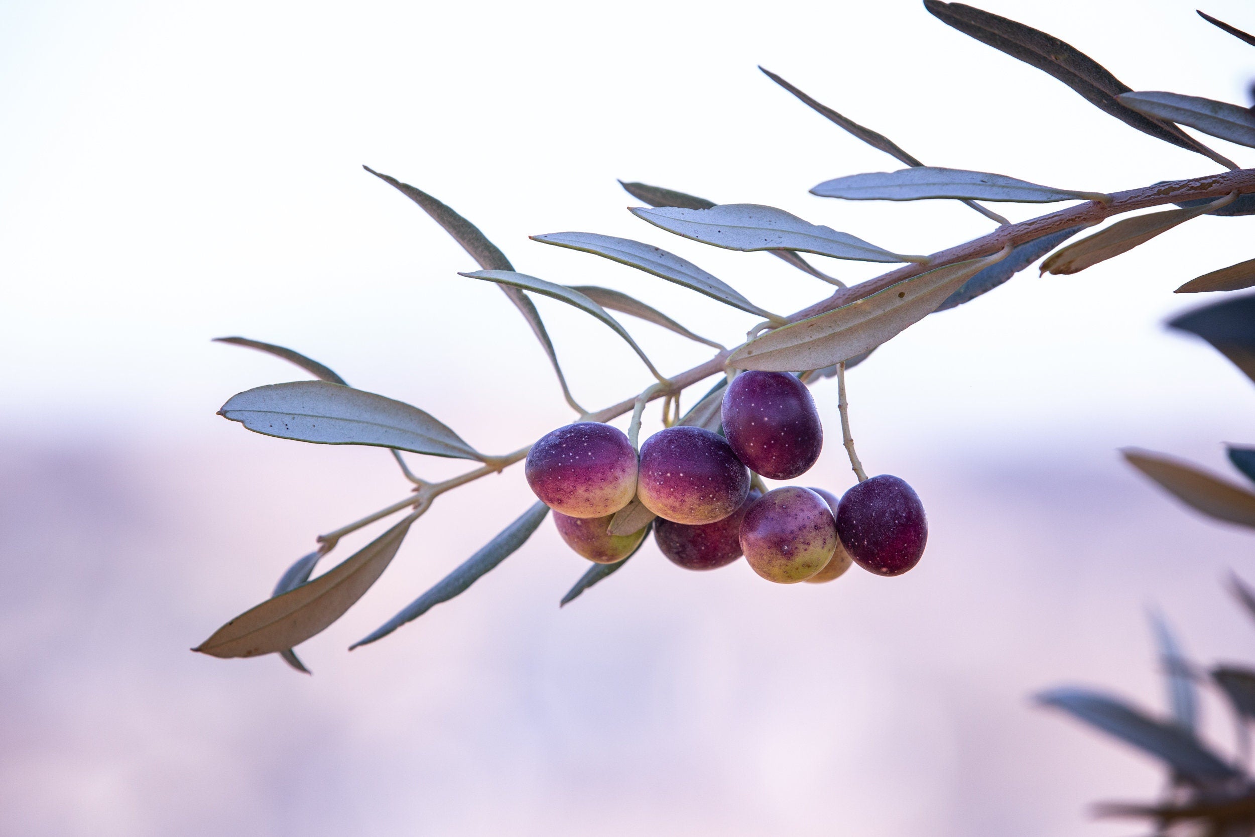 Israeli Purple Black Olives Macro Photography — Promise Land Jewish Old Bible Seven Species