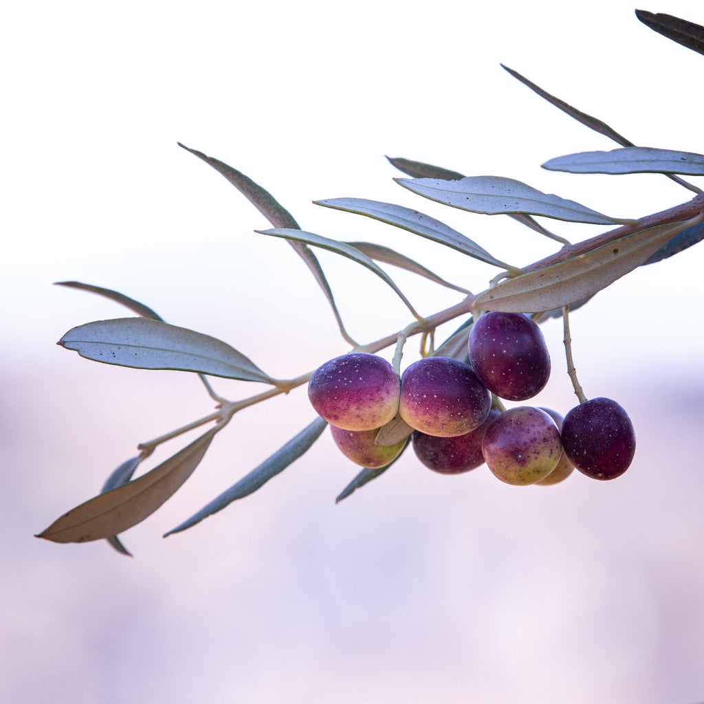 Israeli Purple Black Olives Macro Photography — Promise Land Jewish Old Bible Seven Species