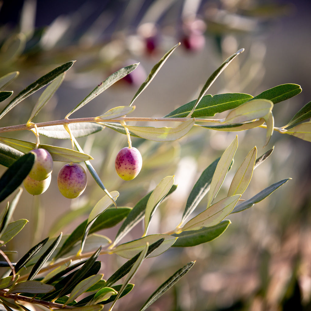 Holy Land Israeli Olive Branch Tree at surise — Promise Land Jewish Old Bible Seven Species