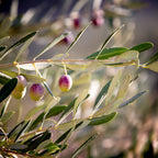 Holy Land Israeli Olive Branch Tree at surise — Promise Land Jewish Old Bible Seven Species