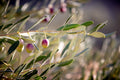 Holy Land Israeli Olive Branch Tree at surise — Promise Land Jewish Old Bible Seven Species