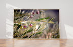 Holy Land Israeli Olive Branch Tree at surise — Promise Land Jewish Old Bible Seven Species