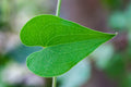 Green Leaf with Heart Frame — Love Photography