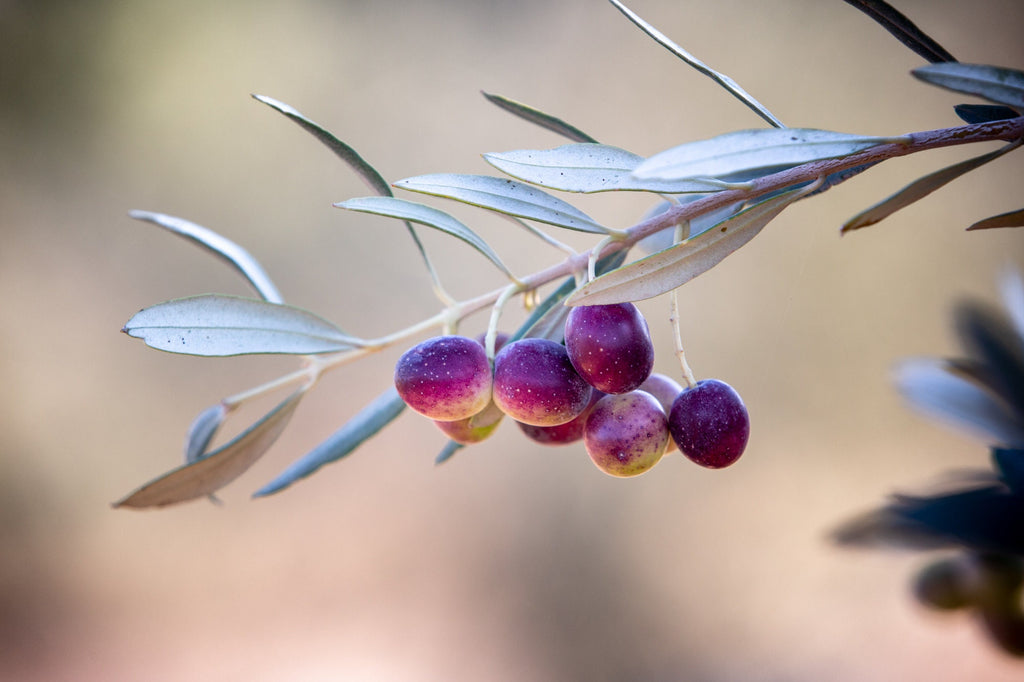 Israeli Olives — Promise Holy Land Bible Seven species