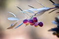 Israeli Olives — Promise Holy Land Bible Seven species
