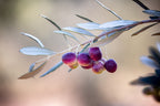 Israeli Olives — Promise Holy Land Bible Seven species