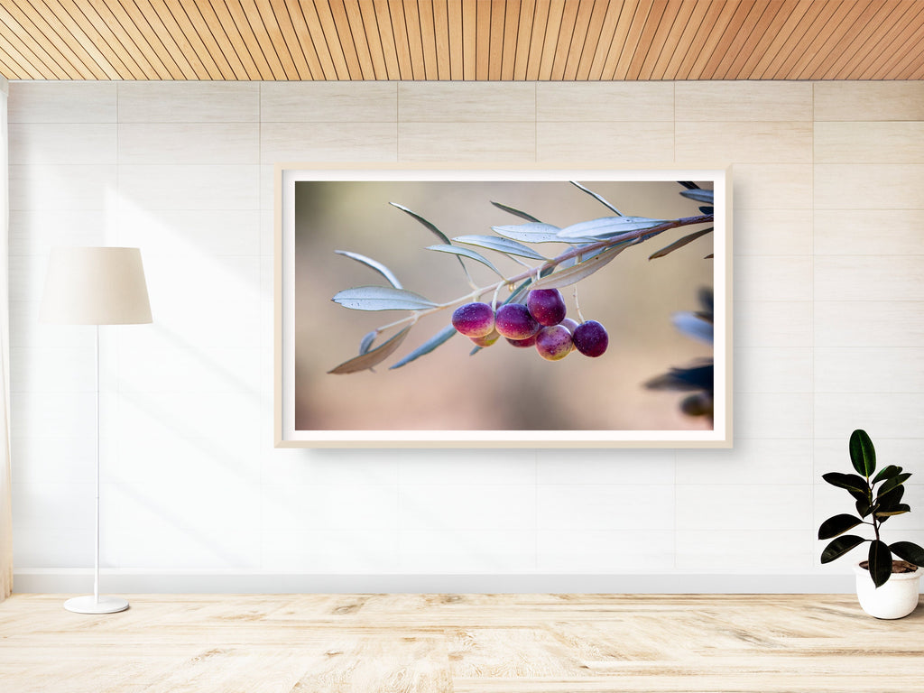 Israeli Olives — Promise Holy Land Bible Seven species