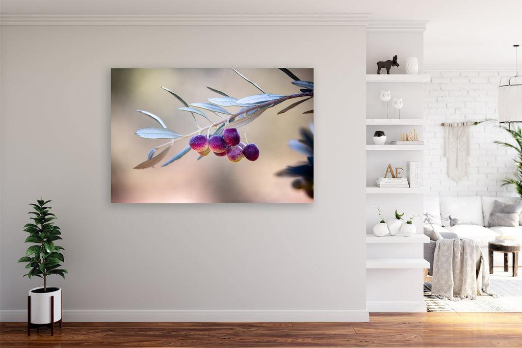 Israeli Olives — Promise Holy Land Bible Seven species