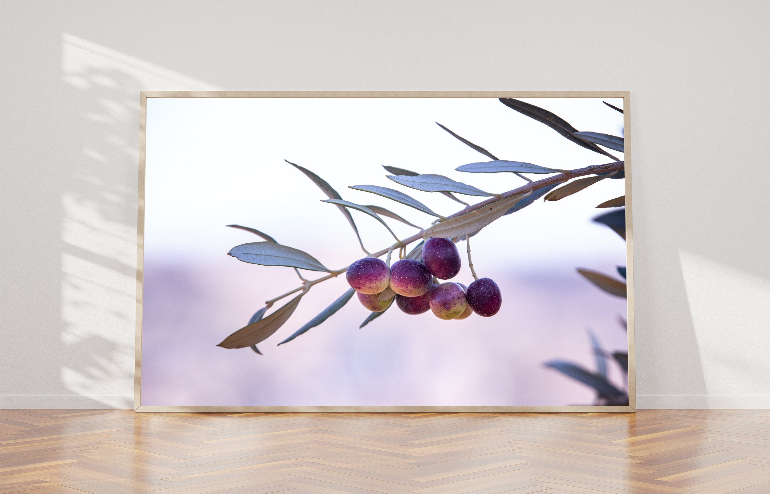 Israeli Purple Black Olives Macro Photography — Promise Land Jewish Old Bible Seven Species