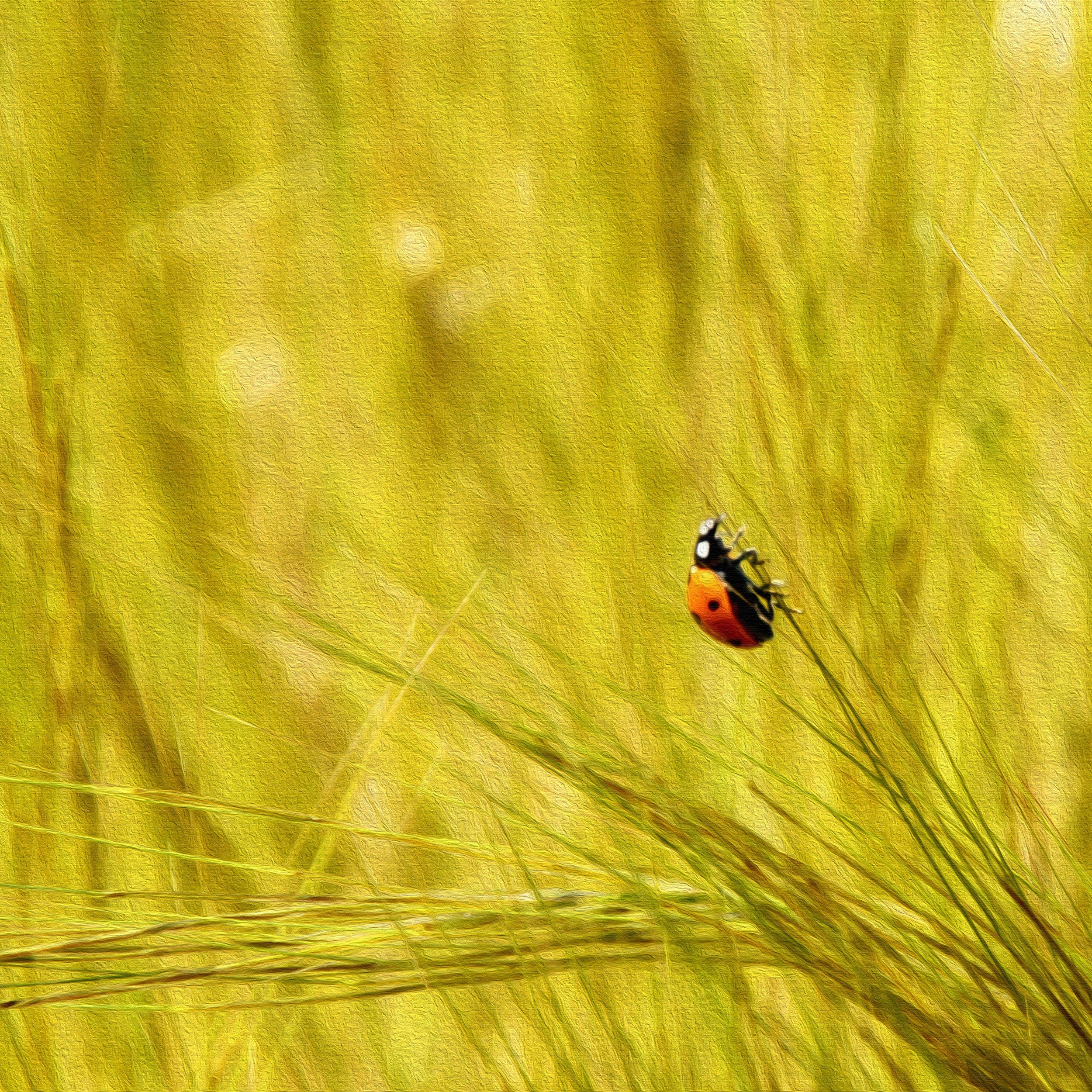 Ladybug in a Yellow Wild Field Israeli Painting