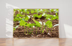 Holy Land Israeli Green Leaves in Field — Israel Nature Photography