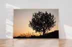Orange Sunset Tree Landscape Photography — Holy land Israeli Tree & Wild Crops on the Hill