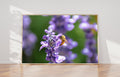 Israeli Bee Collecting Pollen Purple Flowers - Holy Land Nature Photography