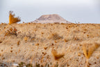 Israeli Mount Herodes Gold Landscape Photography with Sunset Field Scenery - Herodion Gush Etzion Park