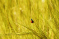 Ladybug in a Yellow Wild Field Israeli Painting