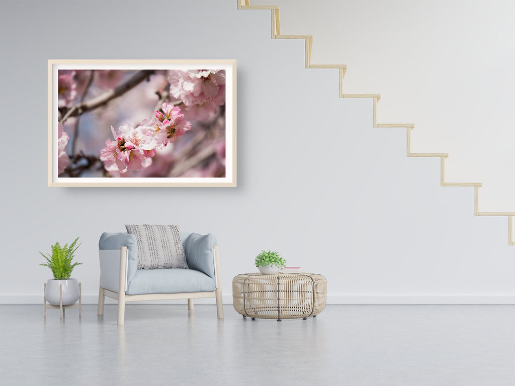 Israeli Holy Land Pink Blooming Almond Tree — Bees Collecting Pollen — Flowers