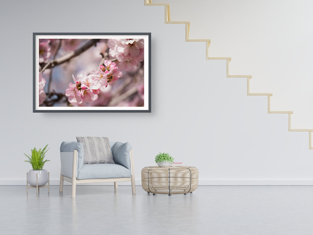 Israeli Holy Land Pink Blooming Almond Tree — Bees Collecting Pollen — Flowers