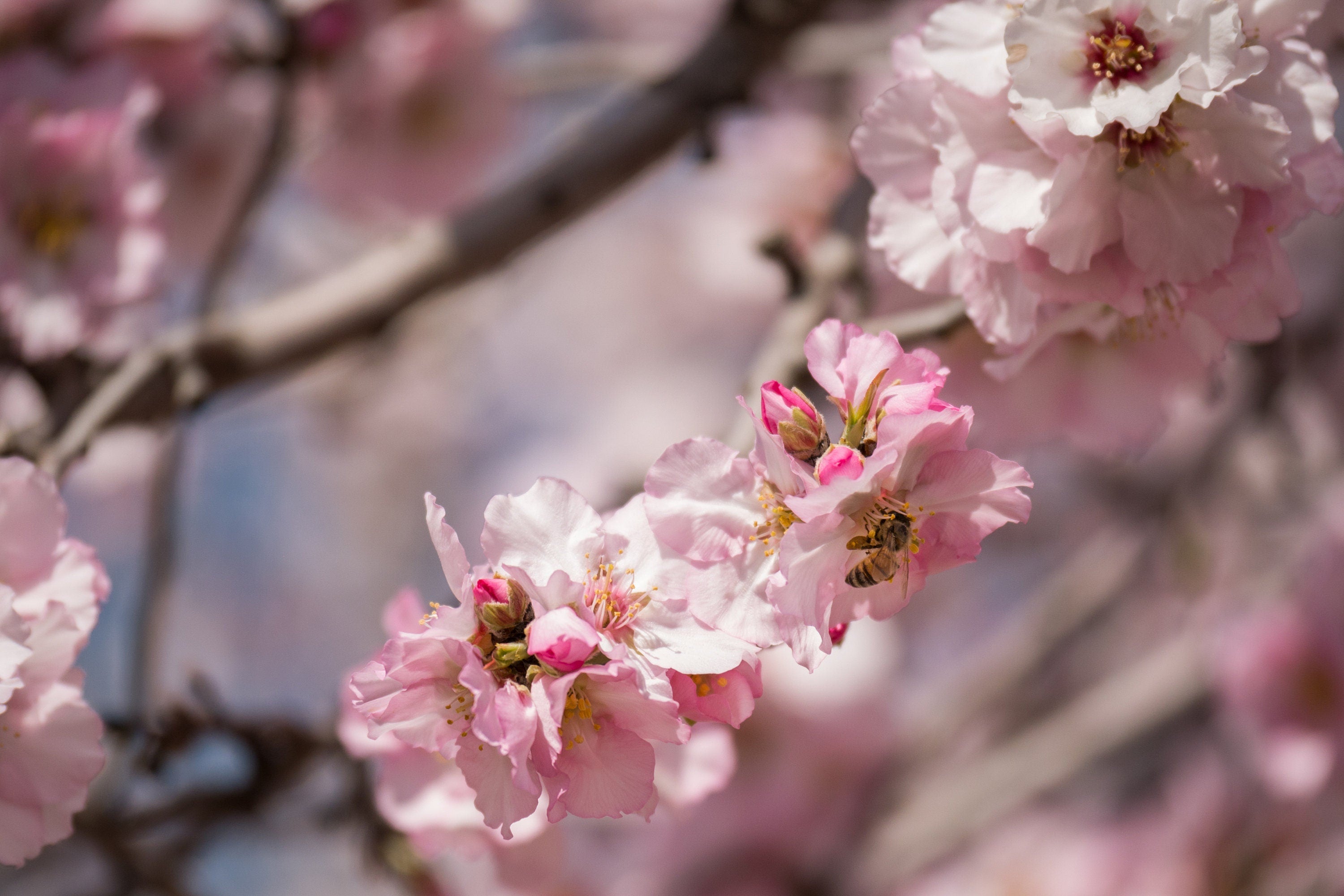 Israeli Holy Land Pink Blooming Almond Tree — Bees Collecting Pollen — Flowers