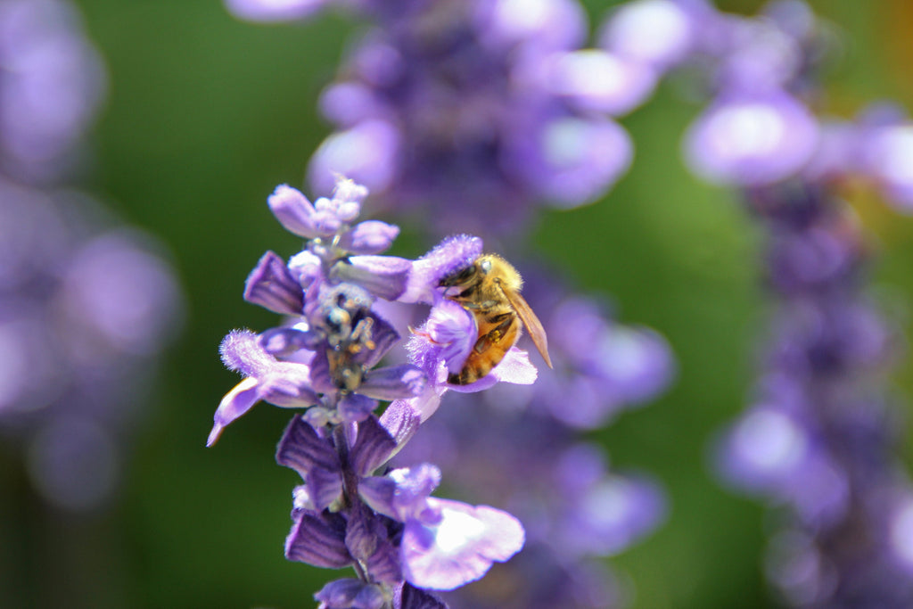 Israeli Bee Collecting Pollen Purple Flowers - Holy Land Nature Photography