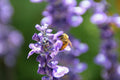 Israeli Bee Collecting Pollen Purple Flowers - Holy Land Nature Photography