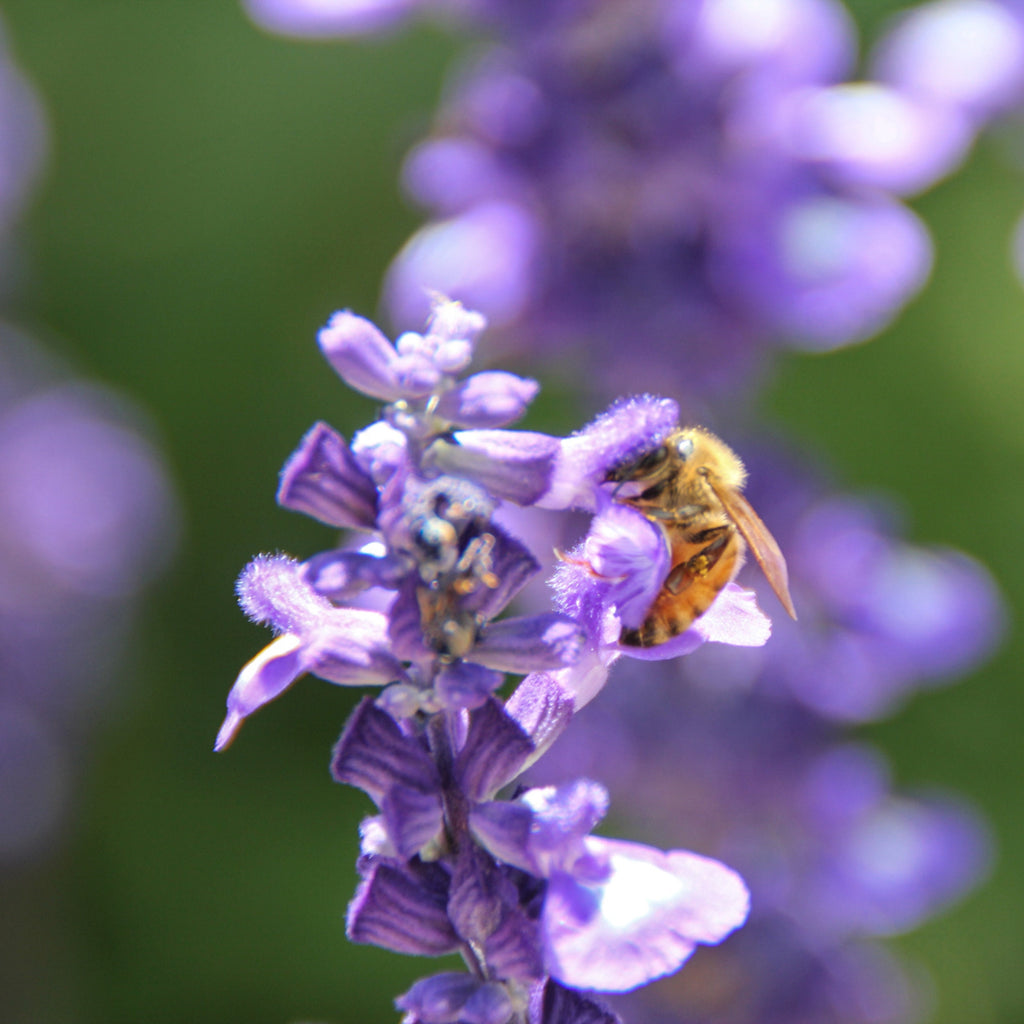 Israeli Bee Collecting Pollen Purple Flowers - Holy Land Nature Photography