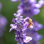 Israeli Bee Collecting Pollen Purple Flowers - Holy Land Nature Photography
