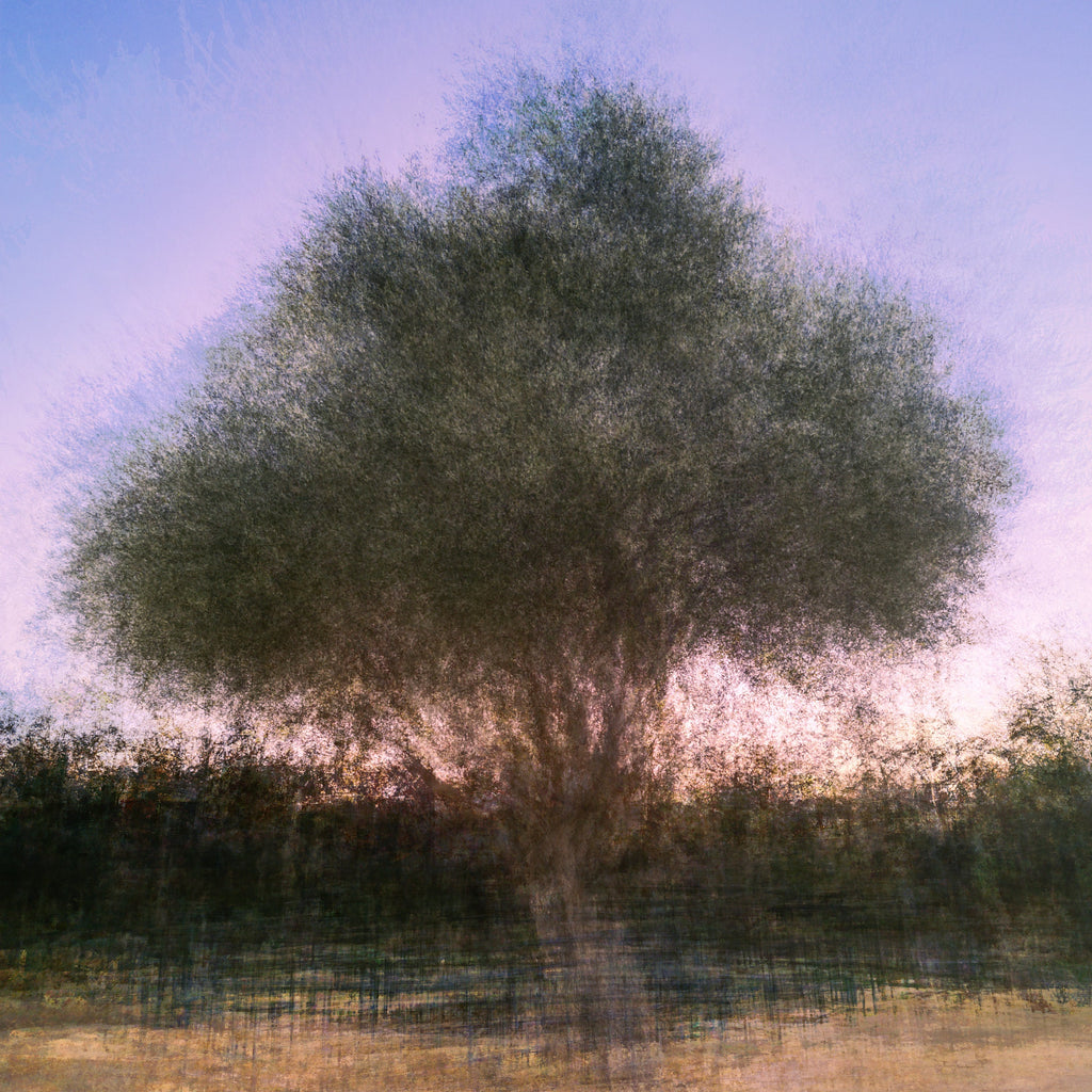 Israeli Olive Tree at Pink Sunset Impressionist Painting