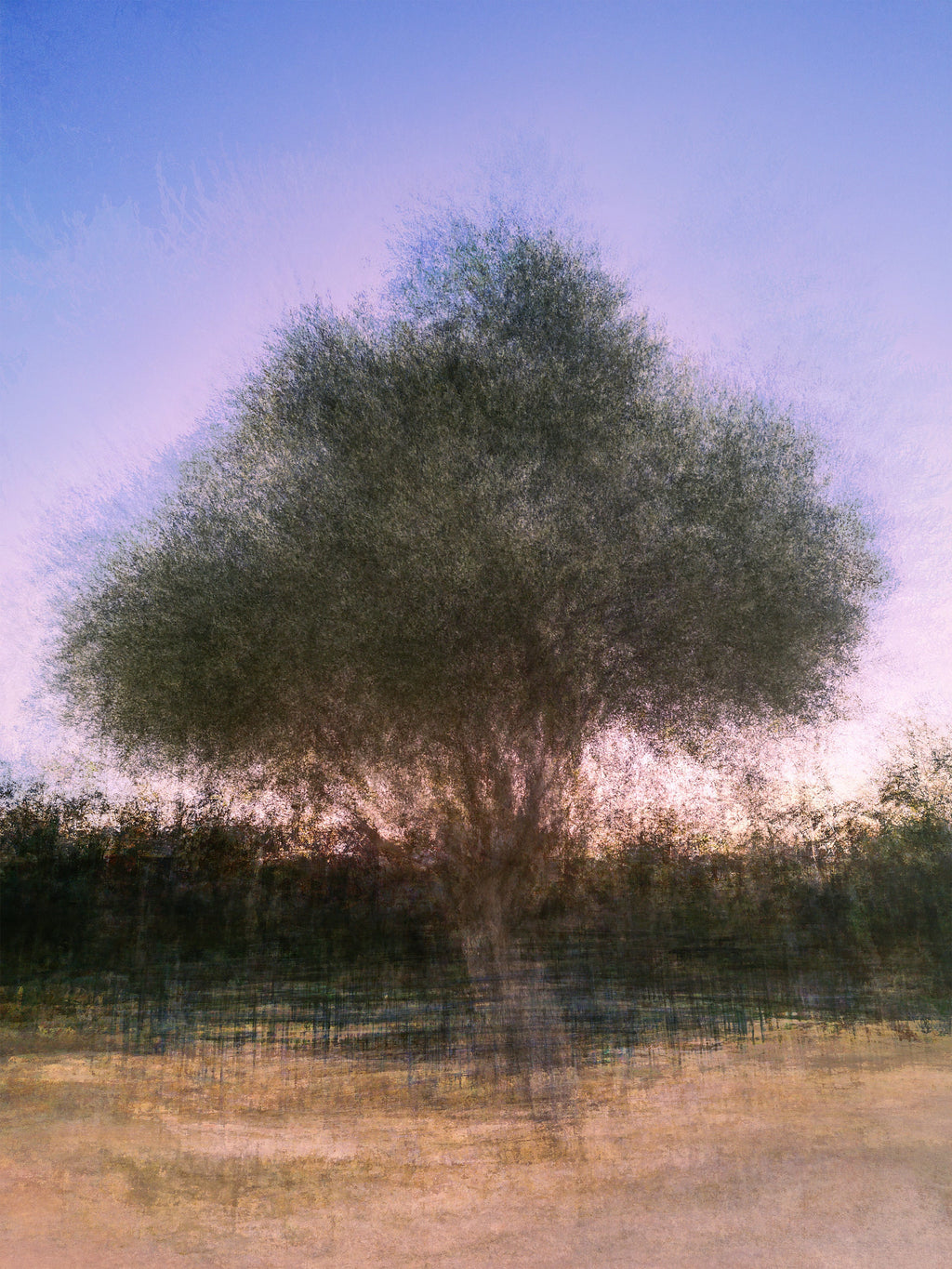 Israeli Olive Tree at Pink Sunset Impressionist Painting