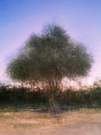 Israeli Olive Tree at Pink Sunset Impressionist Painting