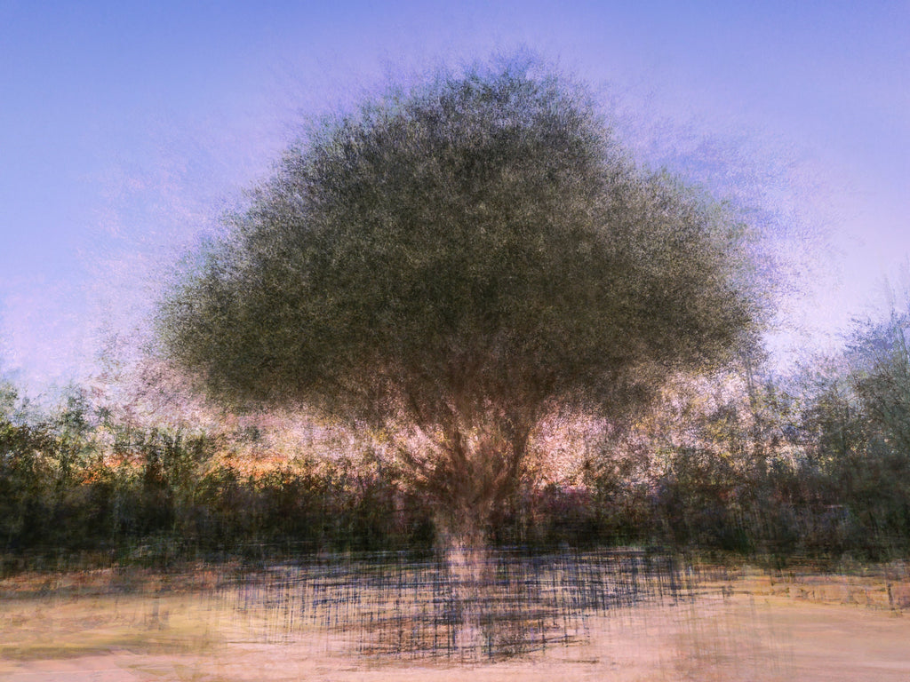 Israeli Olive Tree at Sunset Impressionist Painting