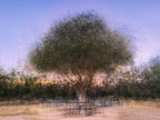 Israeli Olive Tree at Sunset Impressionist Painting