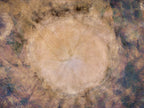 Brown Beige Abstract Tree Trunk Wood Painting