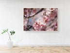 Israeli Holy Land Pink Blooming Almond Tree — Bees Collecting Pollen — Flowers