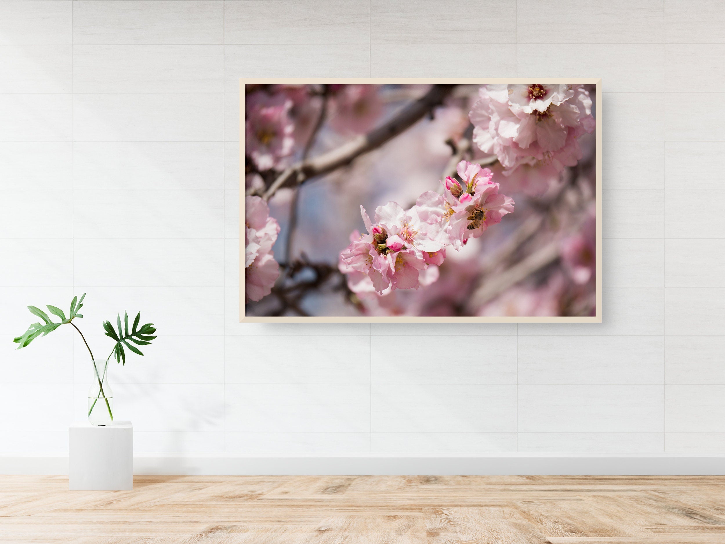 Israeli Holy Land Pink Blooming Almond Tree — Bees Collecting Pollen — Flowers