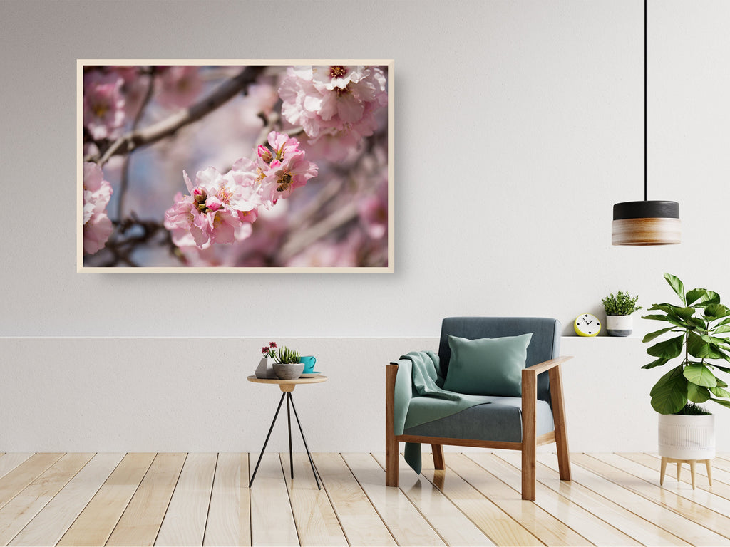 Israeli Holy Land Pink Blooming Almond Tree — Bees Collecting Pollen — Flowers