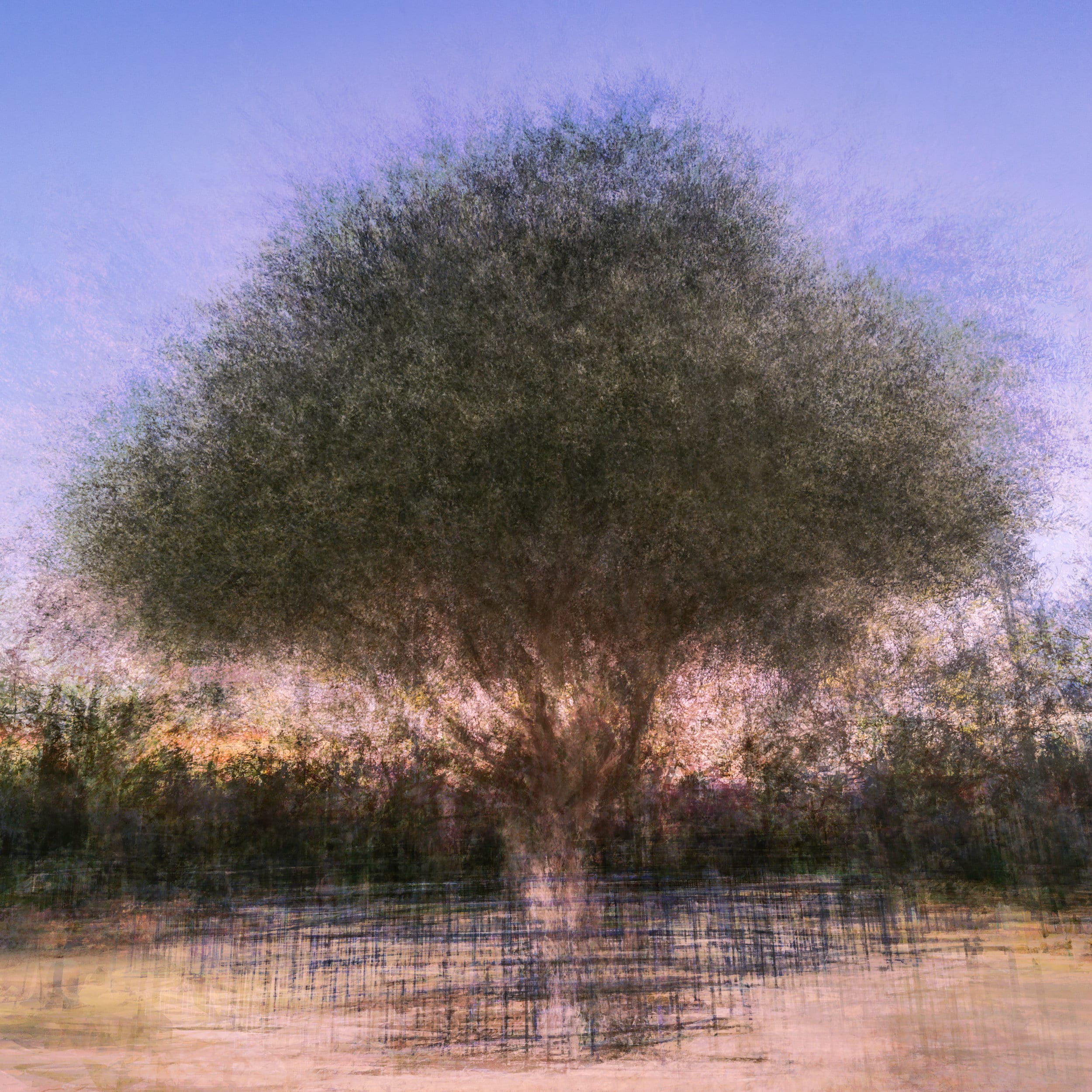 Israeli Olive Tree at Sunset Impressionist Painting