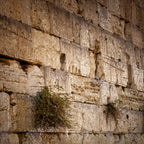 Jerusalem Gold Kotel Wall Art by Night — Vegetation on the Western Wall with Wet Stones