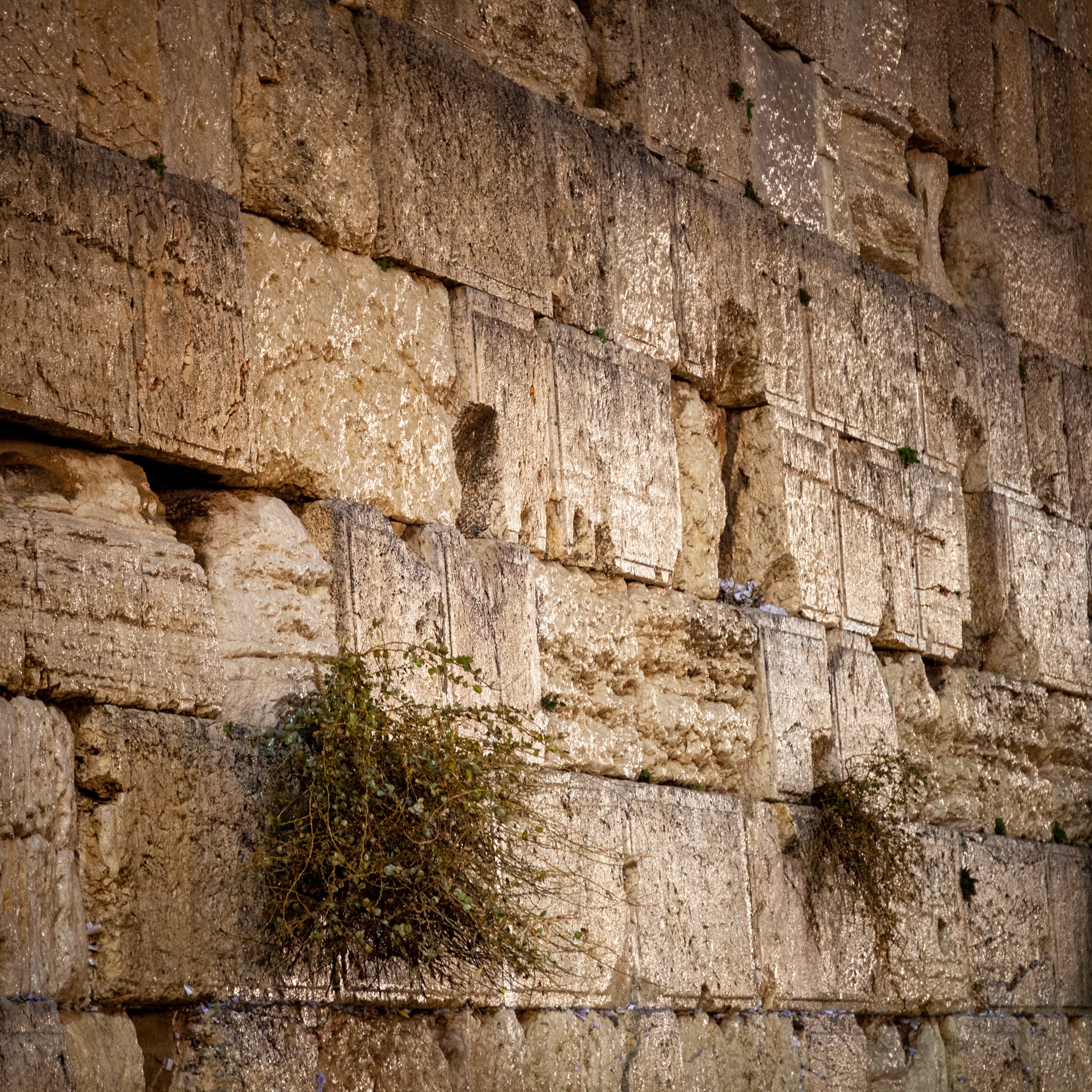 Jerusalem Gold Kotel Wall Art by Night — Vegetation on the Western Wall with Wet Stones