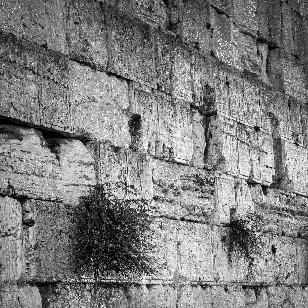 Black and White Jerusalem Kotel Wall Art by Night — Vegetation on the Western Wall with Wet Stones