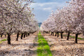 Israeli Holy Land Blooming Almond Trees Landscape Photography