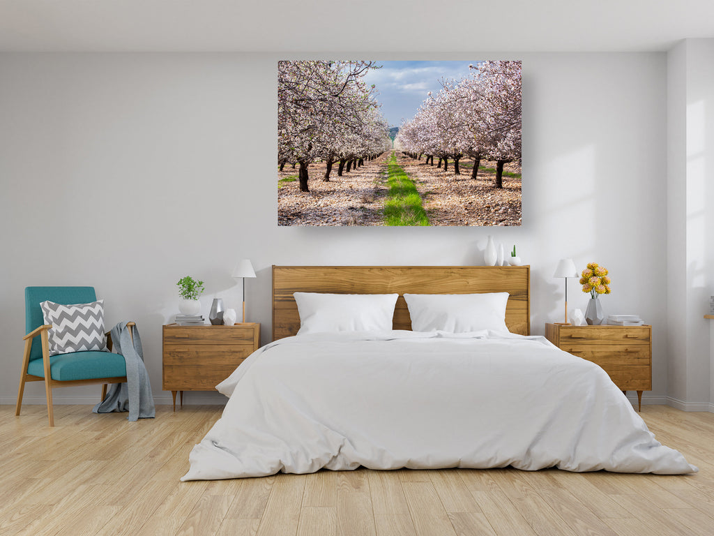 Israeli Holy Land Blooming Almond Trees Landscape Photography