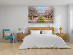 Israeli Holy Land Blooming Almond Trees Landscape Photography