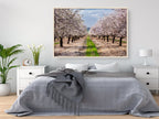 Israeli Holy Land Blooming Almond Trees Landscape Photography