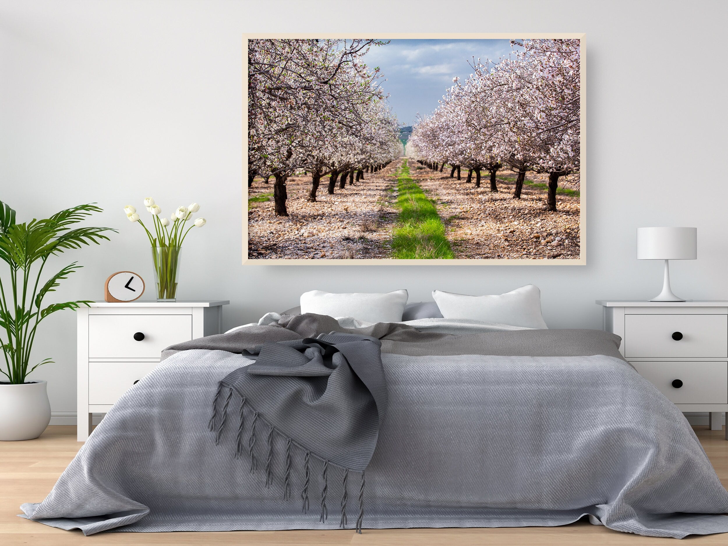 Israeli Holy Land Blooming Almond Trees Landscape Photography