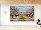 Israeli Holy Land Blooming Almond Trees Landscape Photography