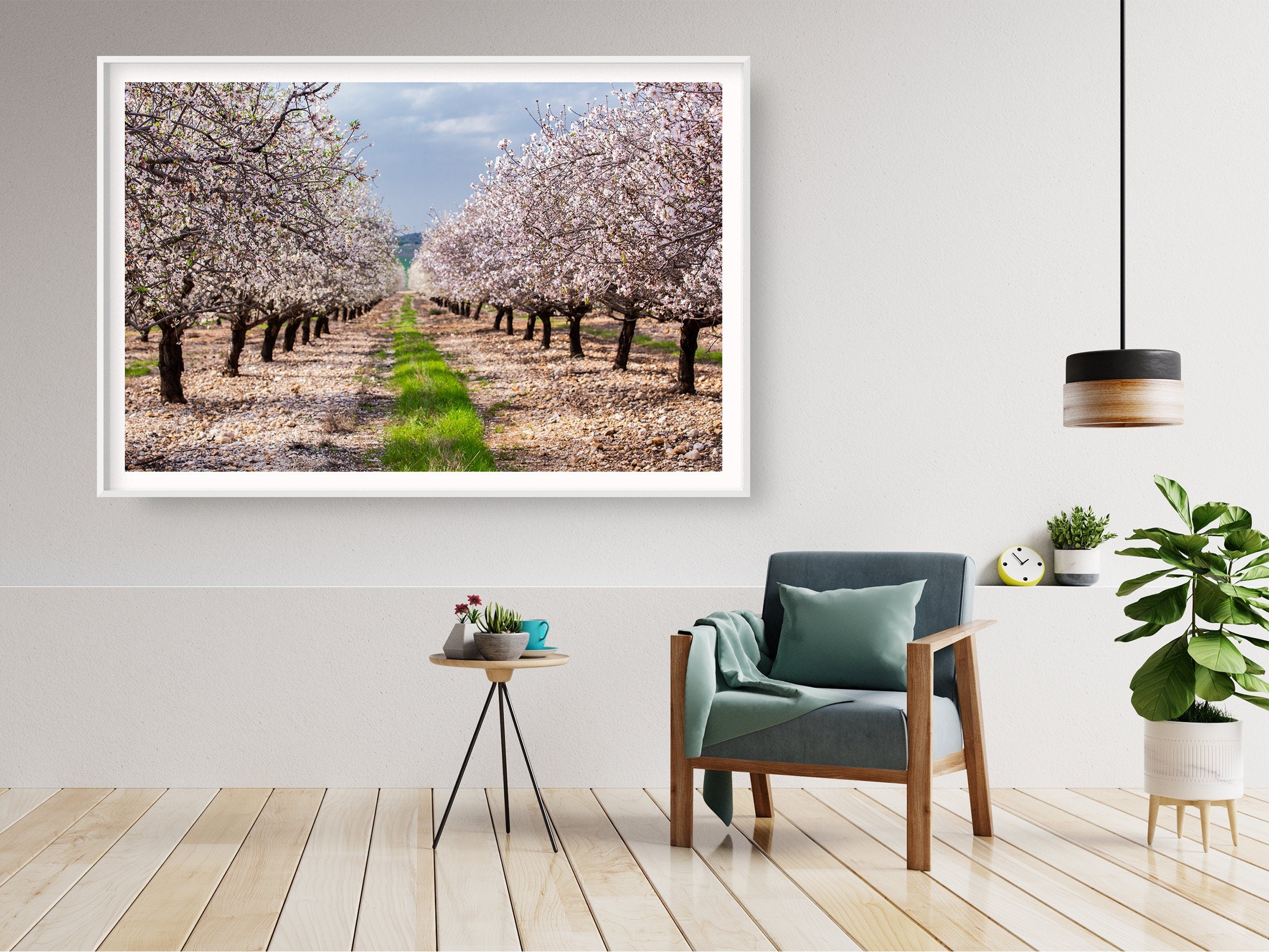 Israeli Holy Land Blooming Almond Trees Landscape Photography
