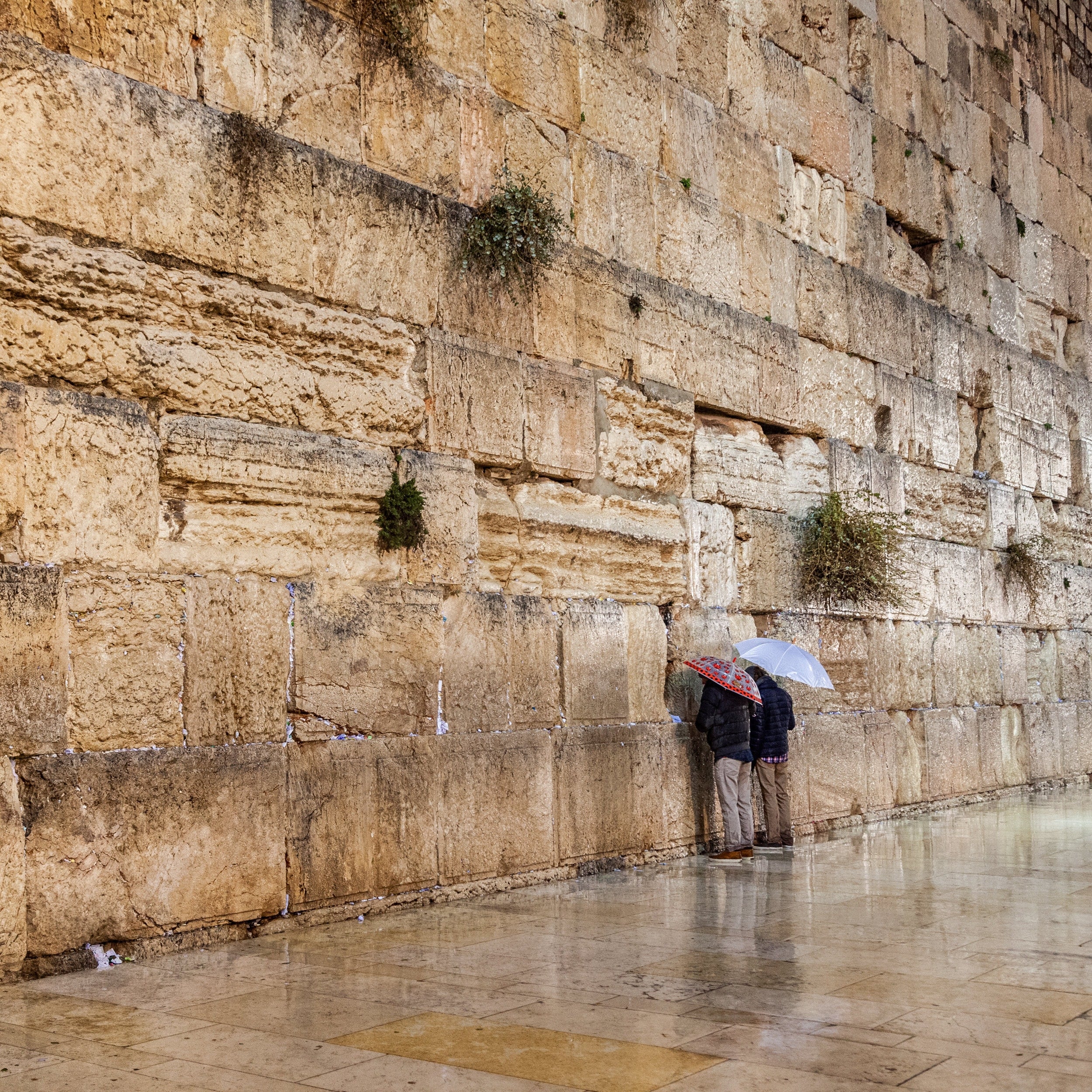 Two Prayers Alone with Umbrella at the Gold Kotel Wall Art by Night and during the Rain — Jerusalem Western Wall